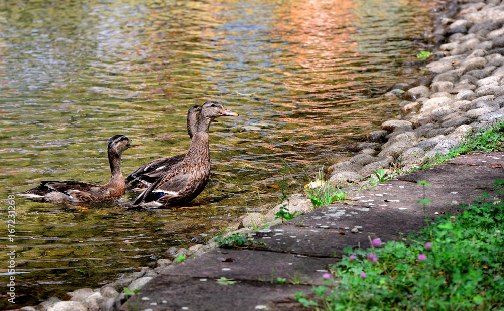 Duck swimming in lake.