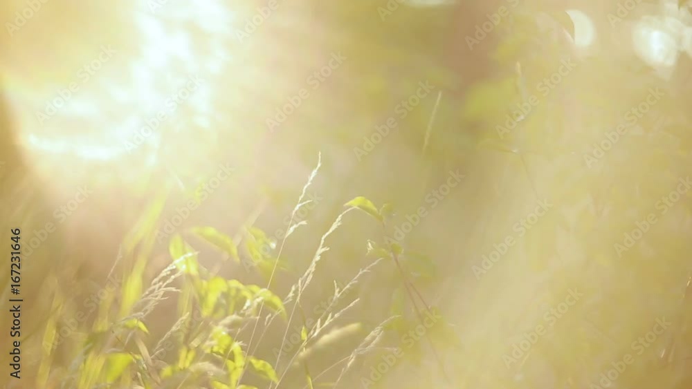 Grass Field With Sunlight Grass Field With Sunlight