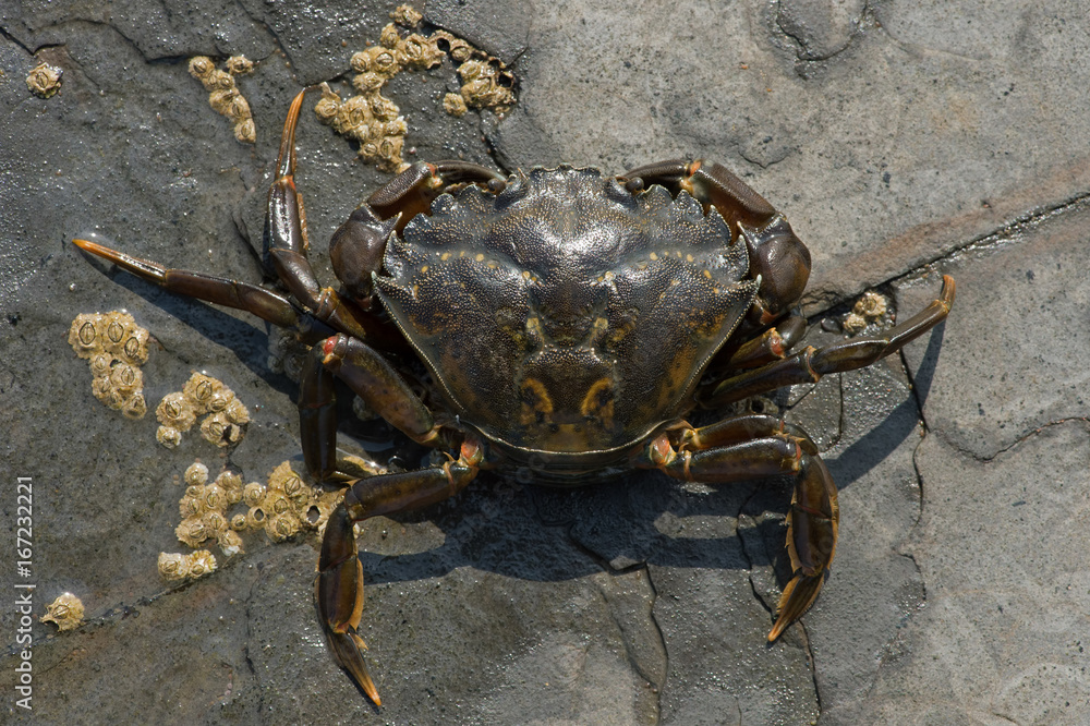 Green Shore Crab (Carcinus maenus)/European Green Crab on barnacle encrusted rock Green Shore Crab (Carcinus maenus)/European Green Crab on barnacle encrusted rock