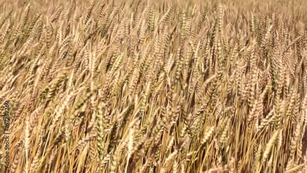 A Wheat Field Ready For Harvest A Wheat Field Ready For Harvest