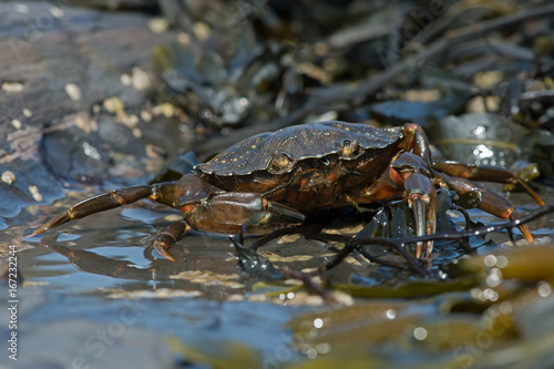 Green Shore Crab (Carcinus maenus)/European Green Crab on barnacle encrusted rock