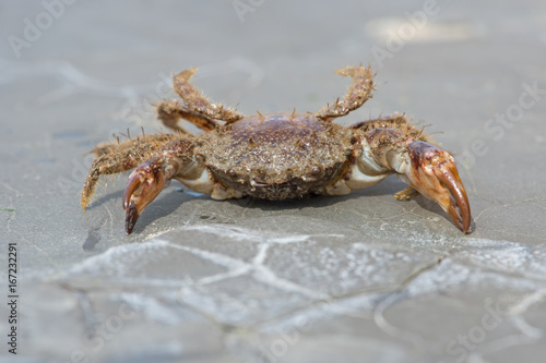 Bristly Xanthid Crab  Pilumnus hirtellus  Bristly Xanthid Crab on barnacle encrusted rock