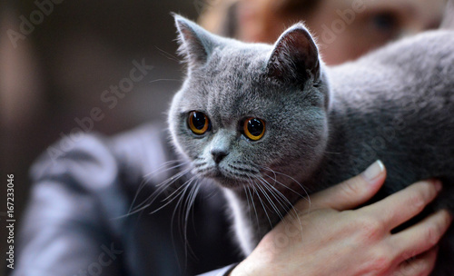 Beautiful cat at exhibition 
