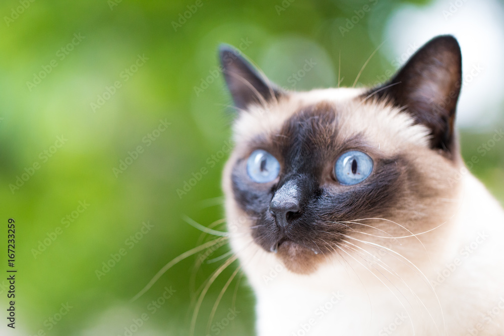 Portrait of a Siamese cat on a green summer background. Selective focus. Toned image.
