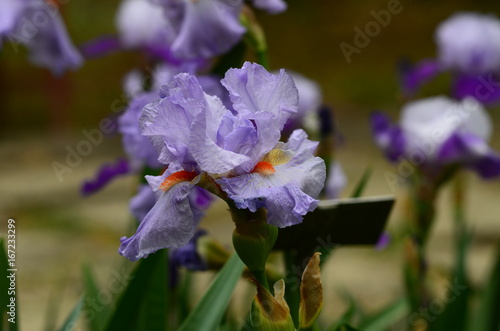 Fototapeta Naklejka Na Ścianę i Meble -  Beautiful Iris in Bloom in a famous garden in Florence during spring season. Italy.
