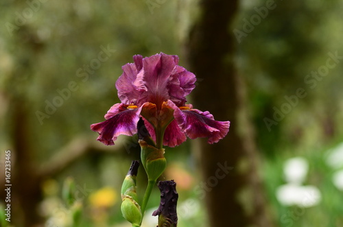 Fototapeta Naklejka Na Ścianę i Meble -  Beautiful Iris in Bloom in a famous garden in Florence during spring season. Italy.
