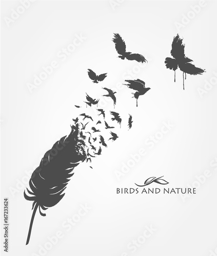 feather with flying flock of birds