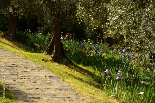 Fototapeta Naklejka Na Ścianę i Meble -  Beautiful blooming Irises in a famous garden in Florence with olive trees. Spring season. Italy.