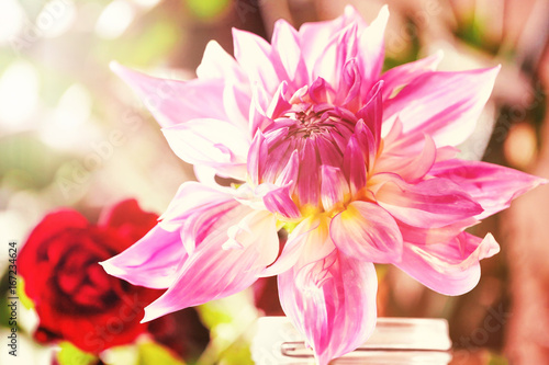 Fototapeta Naklejka Na Ścianę i Meble -  Dahlie