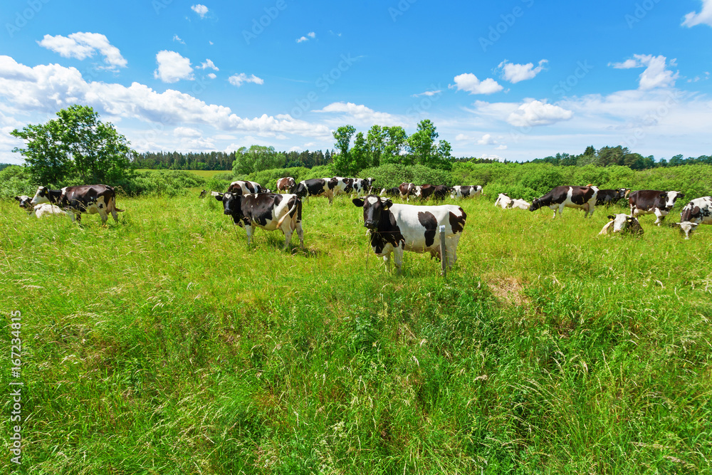 Obraz premium A herd of Holstein Fresian cows grazing on a pasture under blue cloudy sky