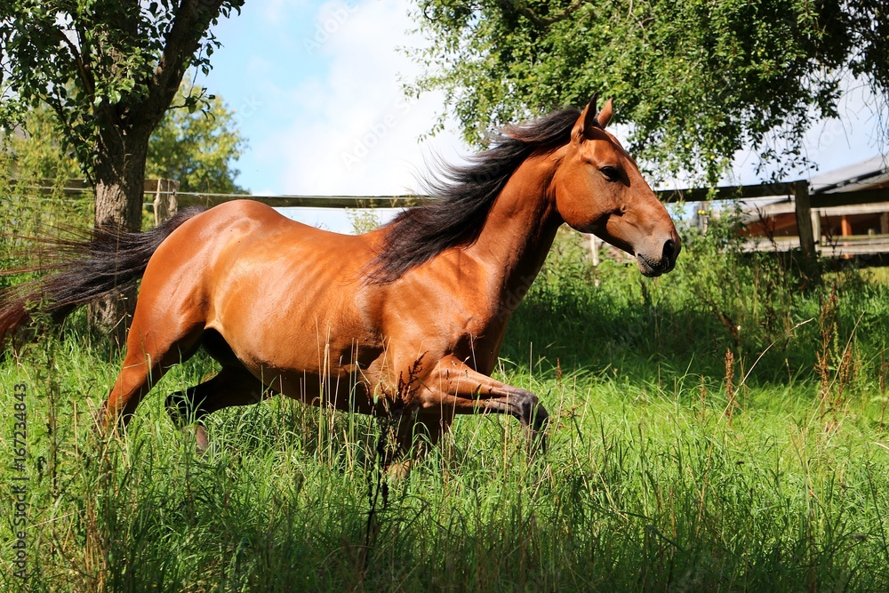 Fototapeta premium braunes pferd hat Spaß auf der Koppel