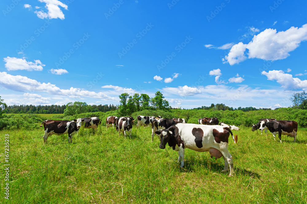 A herd of Holstein Fresian cows grazing on a pasture under blue cloudy sky A herd of Holstein Fresian cows grazing on a pasture under blue cloudy sky