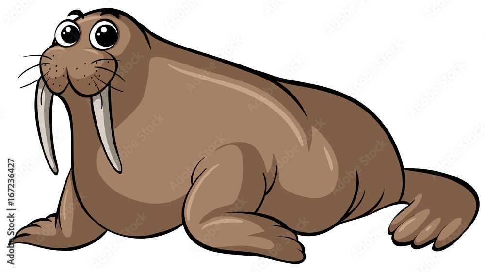 Walrus with happy face on white background Walrus with happy face on white background