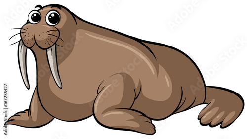 Walrus with happy face on white background