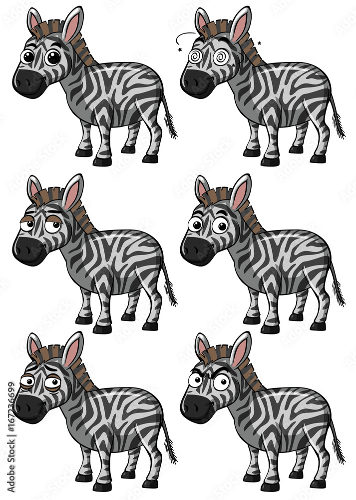 Obraz premium Zebra with different expressions