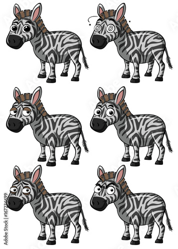 Zebra with different expressions