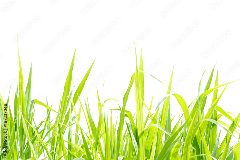 green grass isolated on white backgroun green grass isolated on white backgroun