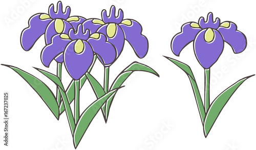 菖蒲・ハナショウブ・あやめ・端午の節句