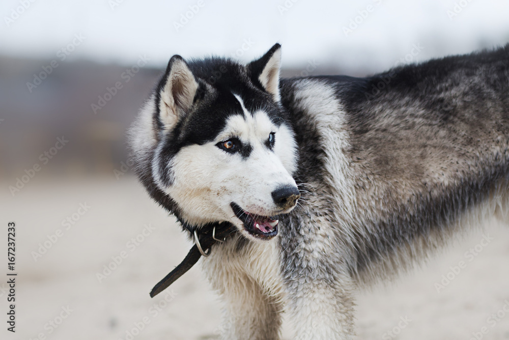 Beautiful dog breed Siberian husky