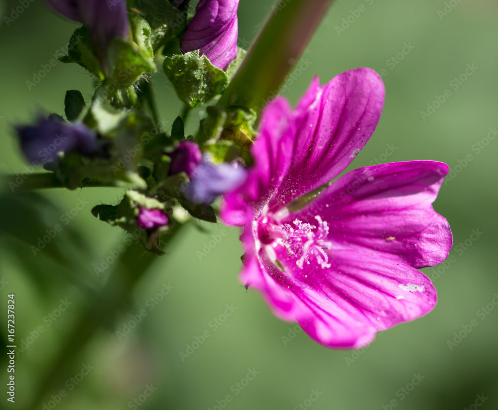 Lilac flower mallow