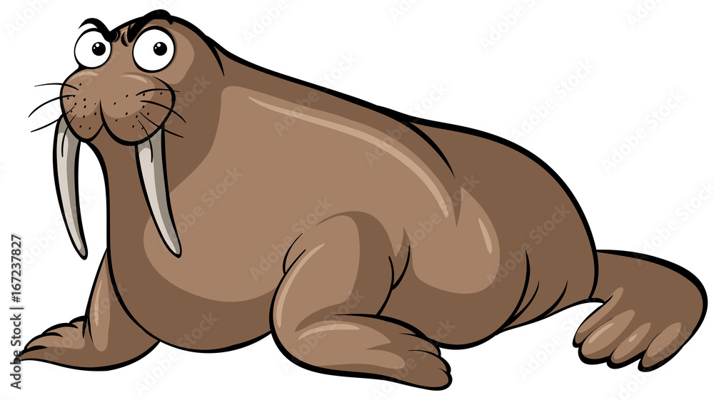 Walrus with serious face on white background Walrus with serious face on white background