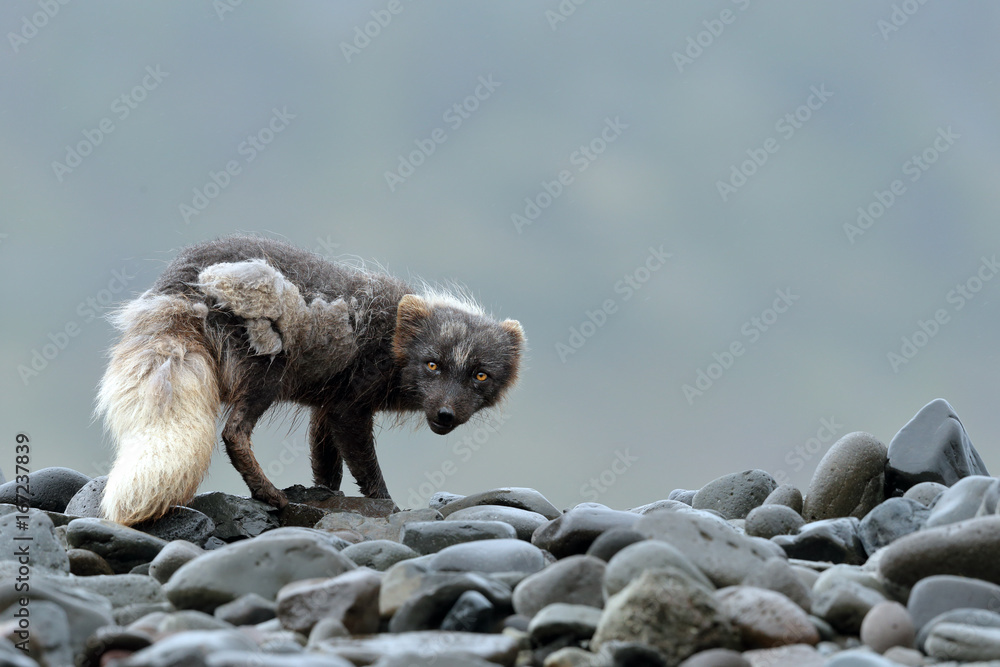Fototapeta premium Arctic Fox