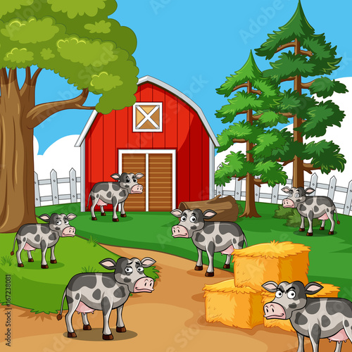 Cows in the farmyard