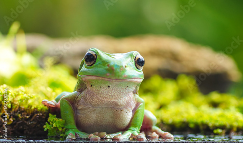 Cute frog