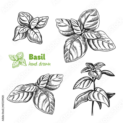 Basil plant and leaves vector hand drawn illustration