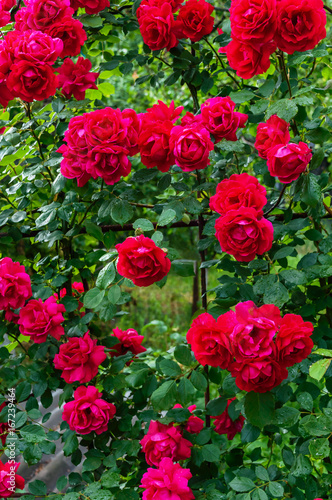 A large bush of red roses. Floral background. Decoration of the garden. © yaroshenko