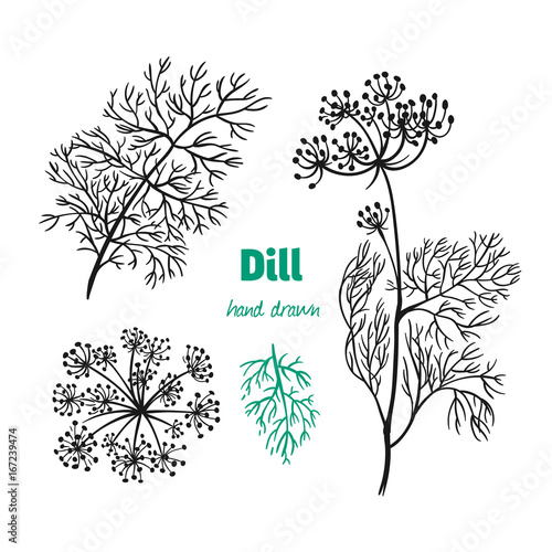 Dill plant, leaves and flowers vector hand drawn illustration