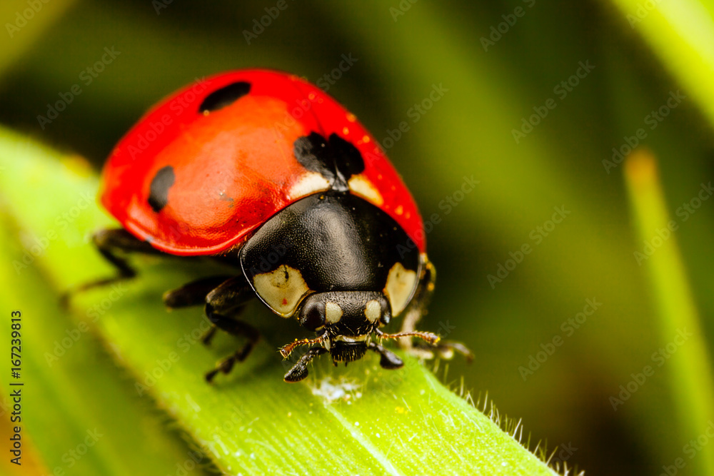 Fototapeta premium Seven Spot Ladybird, Coccinella septempunctata