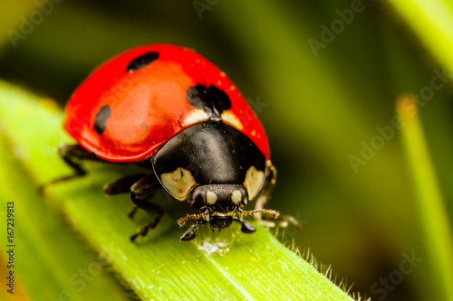 Seven Spot Ladybird, Coccinella septempunctata