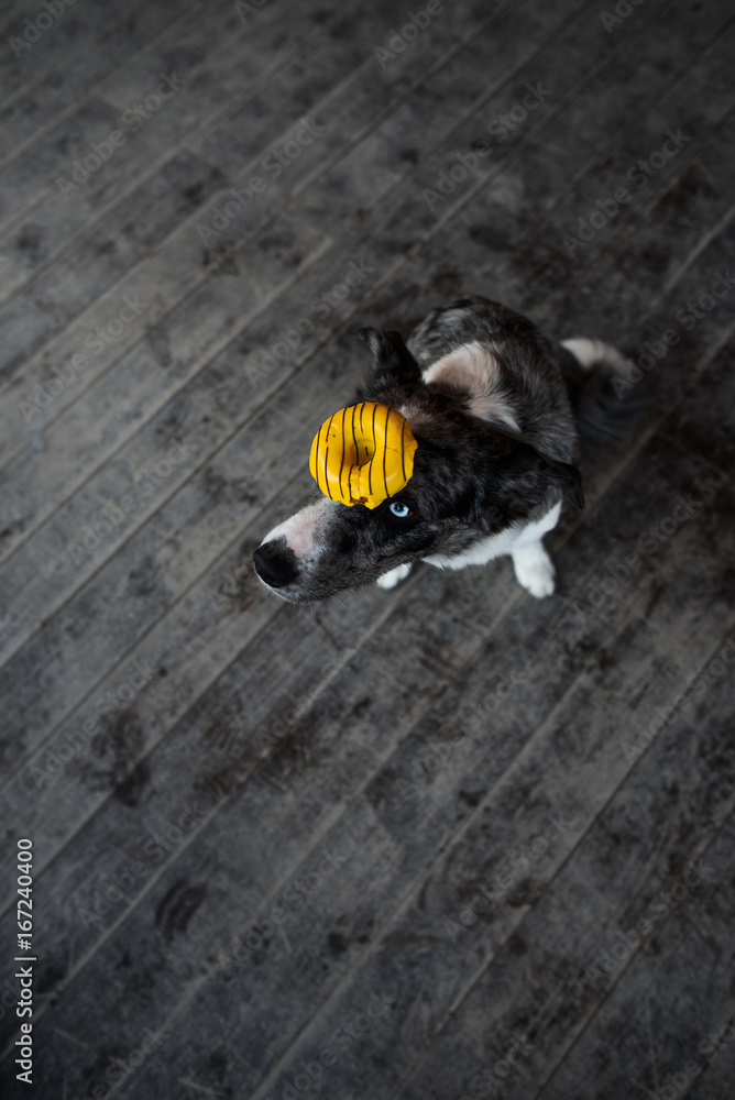 Border Collie dog walking in the winter city