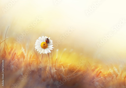 Fototapeta Naklejka Na Ścianę i Meble -  Beautiful natural background of golden color with chamomile and ladybug macro. Colorful elegant gentle tender artistic image  of a hot sunny summer outdoors nature.
