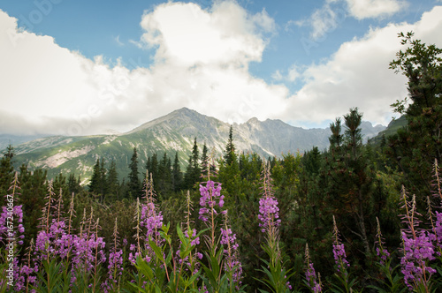 Tatry, Zakopane, Mountains, Poland