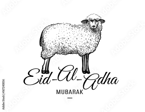 Eid-al-adha greeting card template with hand drawn sheep isolated on white background. Vector illustration for muslim festival of sacrifice design