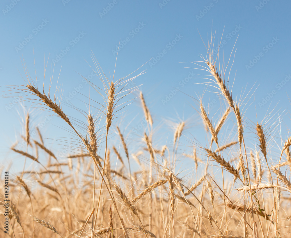 Fototapeta premium Wheat spike on the sky background