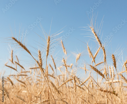 Wheat spike on the sky background