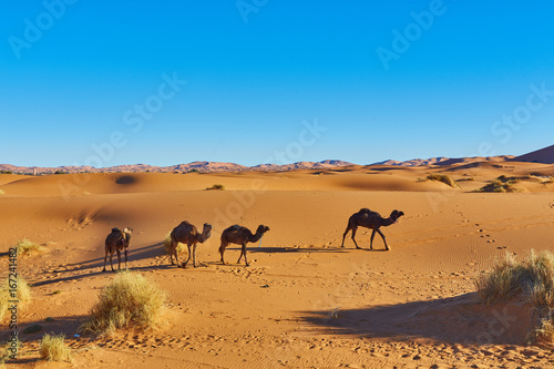 Caravan going through the sand dunes in the Sahara Desert