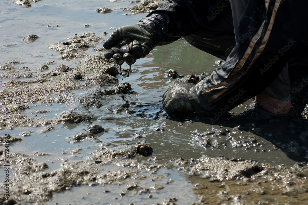 Fototapeta premium People catching crabs during the period of low tide