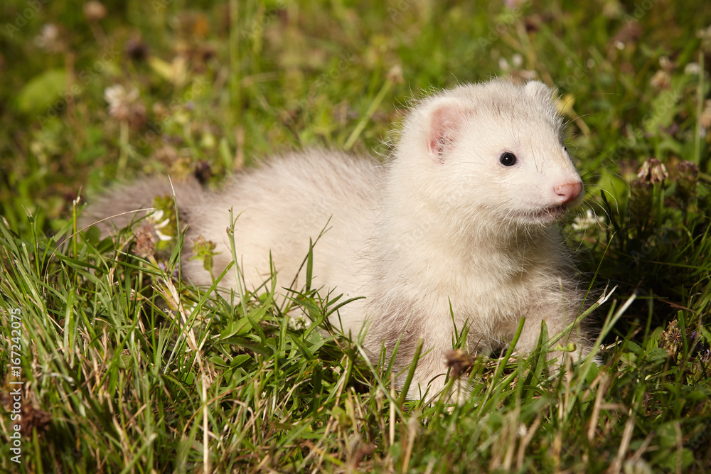 Six weeks old ferret baby in park summer grass Six weeks old ferret baby in park summer grass