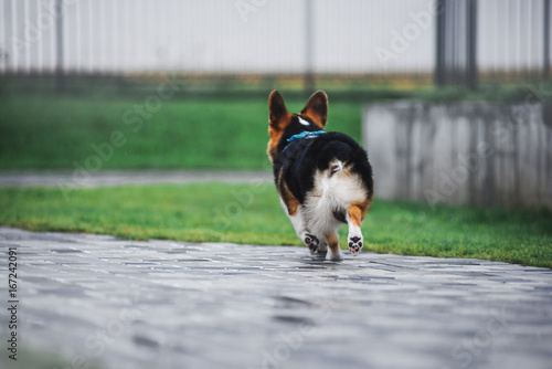 Pembroke Welsh Corgi, Dog Welsh Corgi running outdoors.