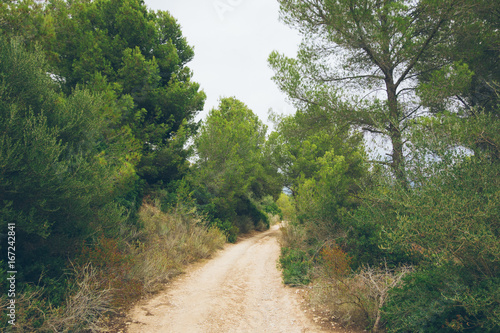 street in a spanish forest