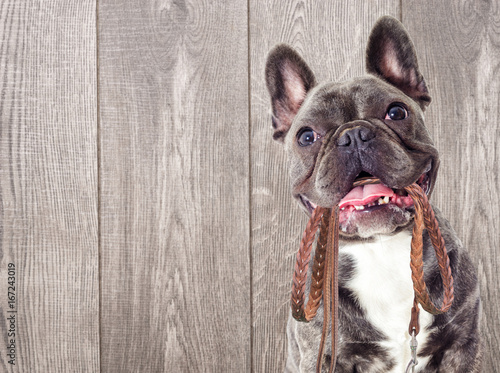Fototapeta Naklejka Na Ścianę i Meble -  Portrait of a French bulldog dog And a leash in the teeth on a wooden background