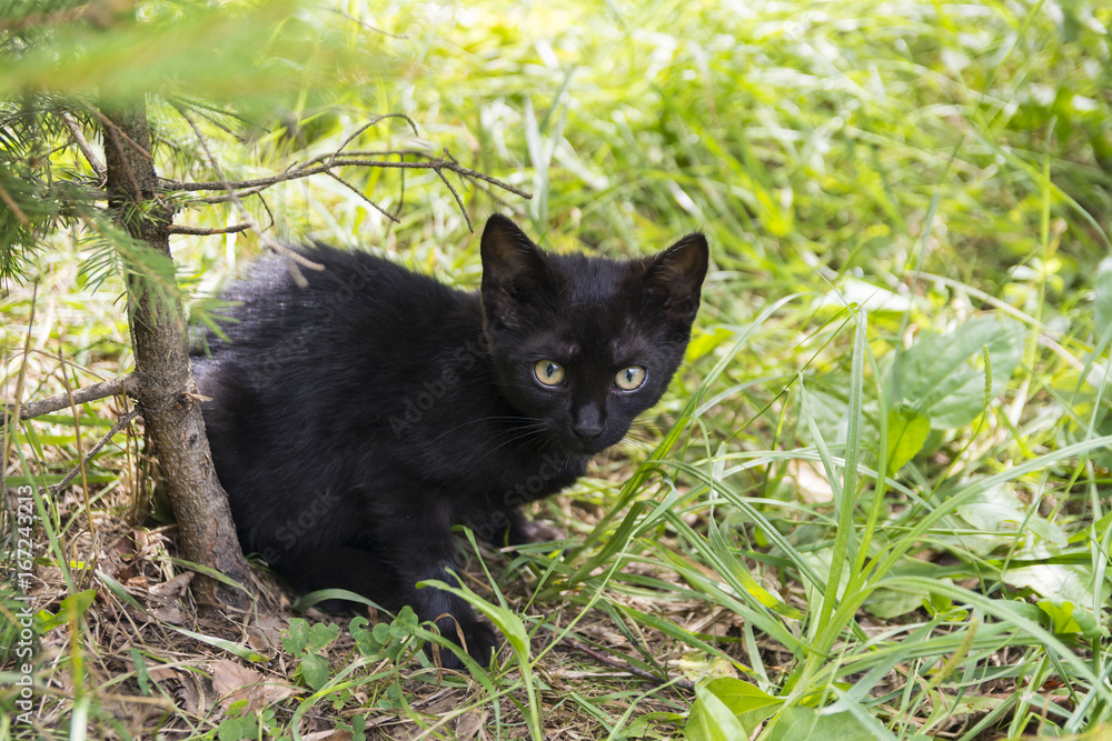 Frightened black kitten hiding in grass