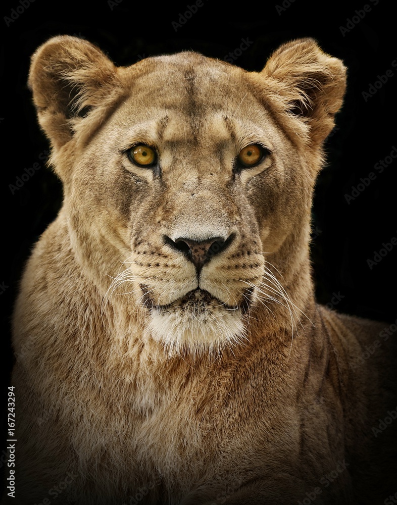 Naklejka premium Lion portrait