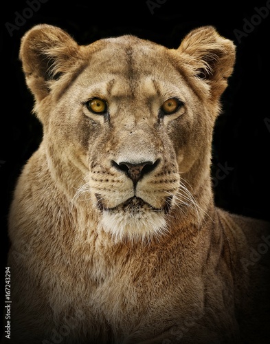 Lion portrait