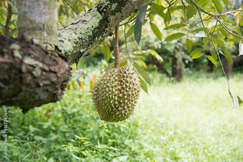 Durian on the tree in the garden