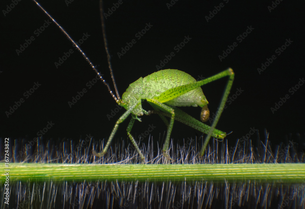 Green grasshopper isolated Green grasshopper isolated